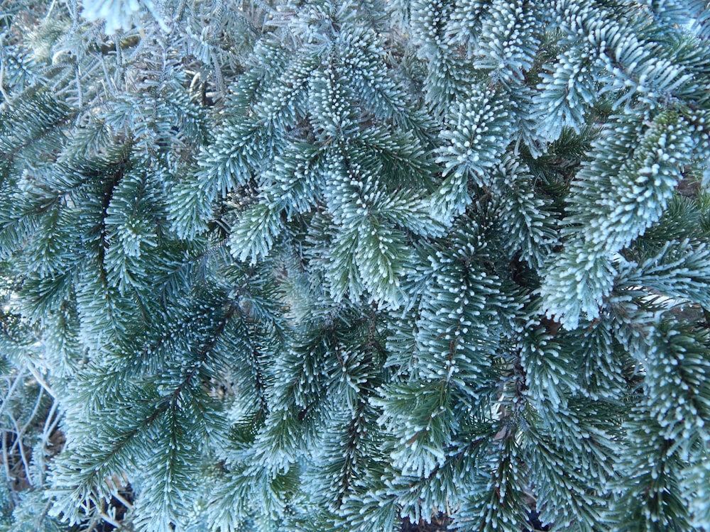 a close up of a tree with snow on it