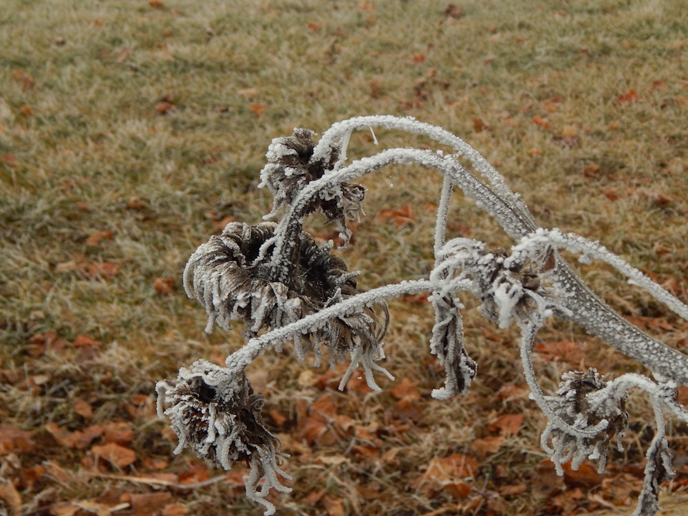 a frosty plant in the middle of a field