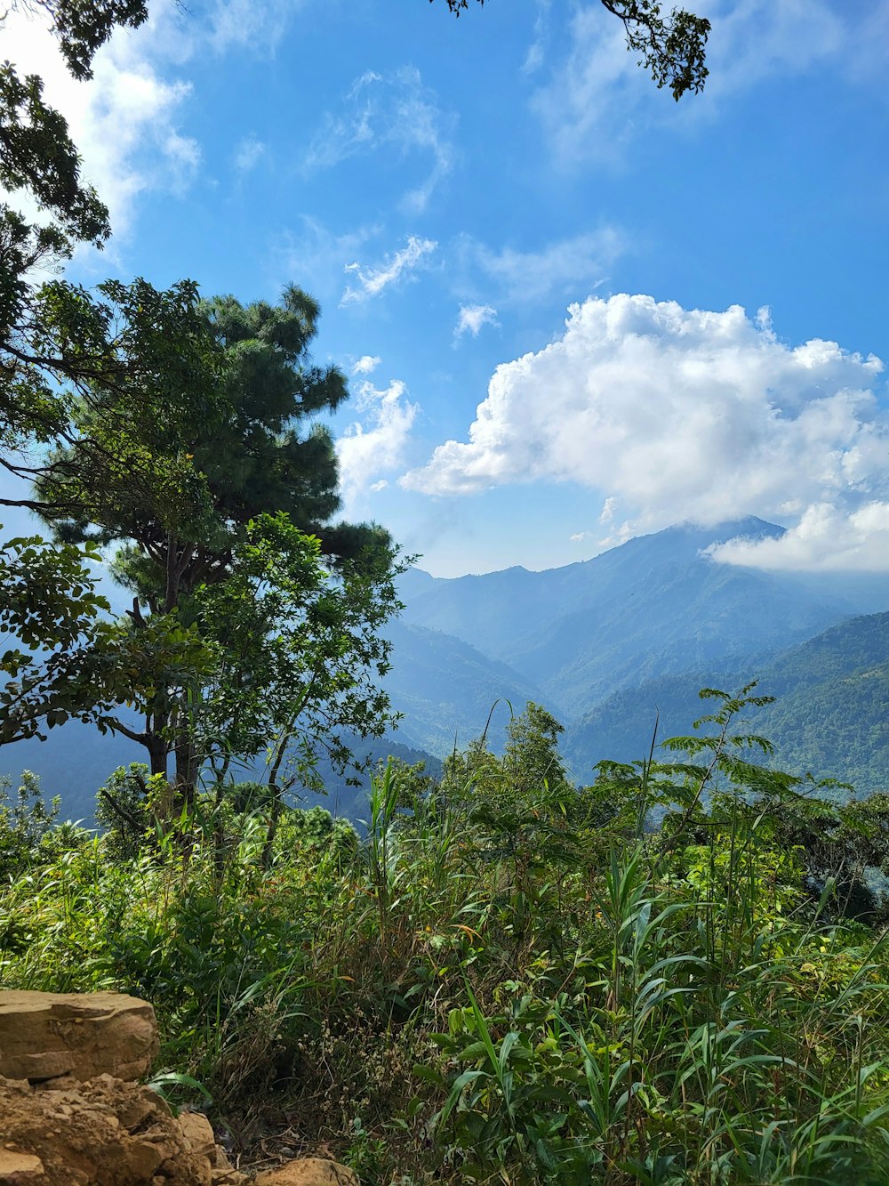 a bench sitting on top of a lush green hillside