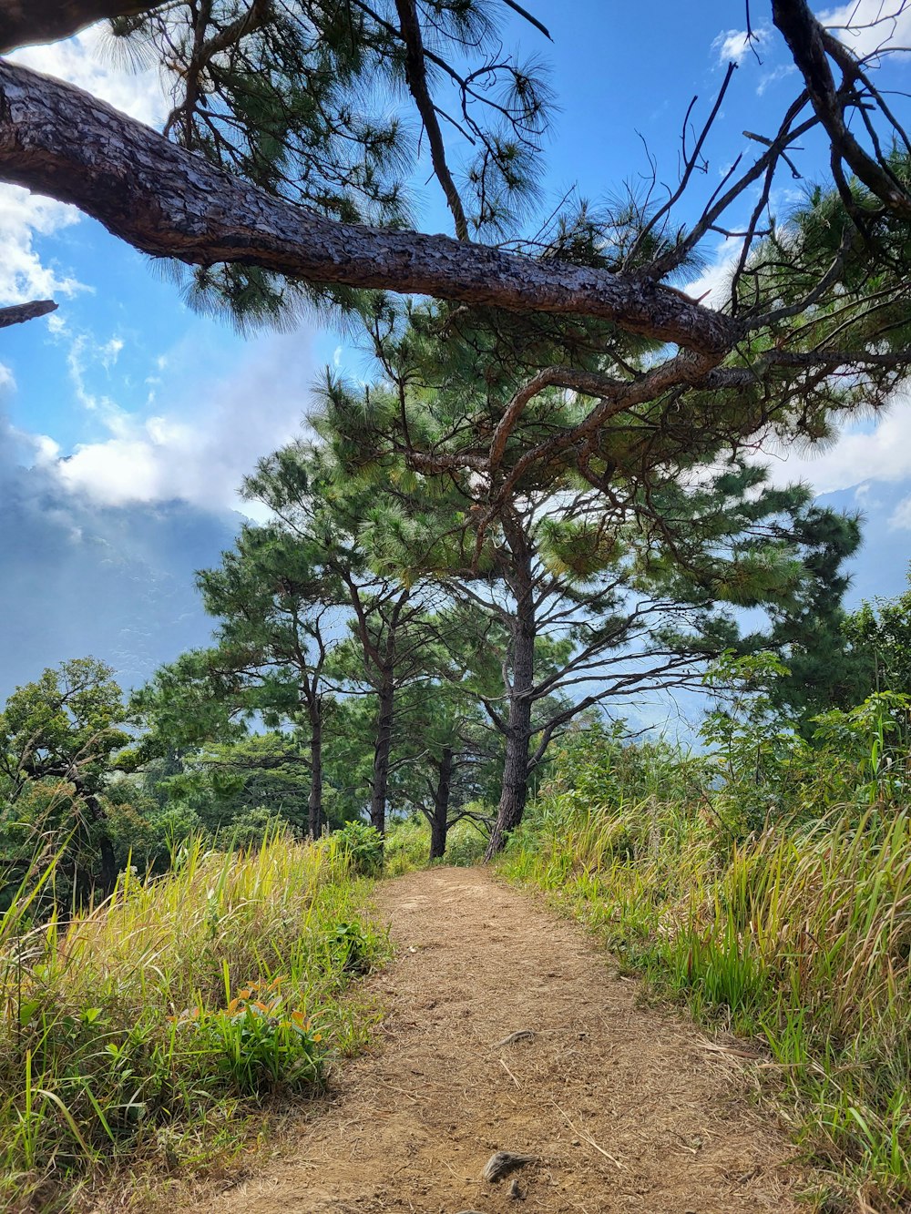 a dirt path surrounded by tall grass and trees