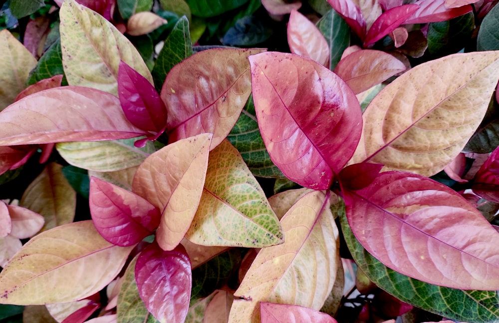 a close up of a plant with red and green leaves