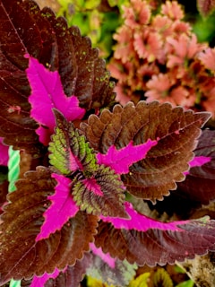 Coleus -planta com folhas coloridas