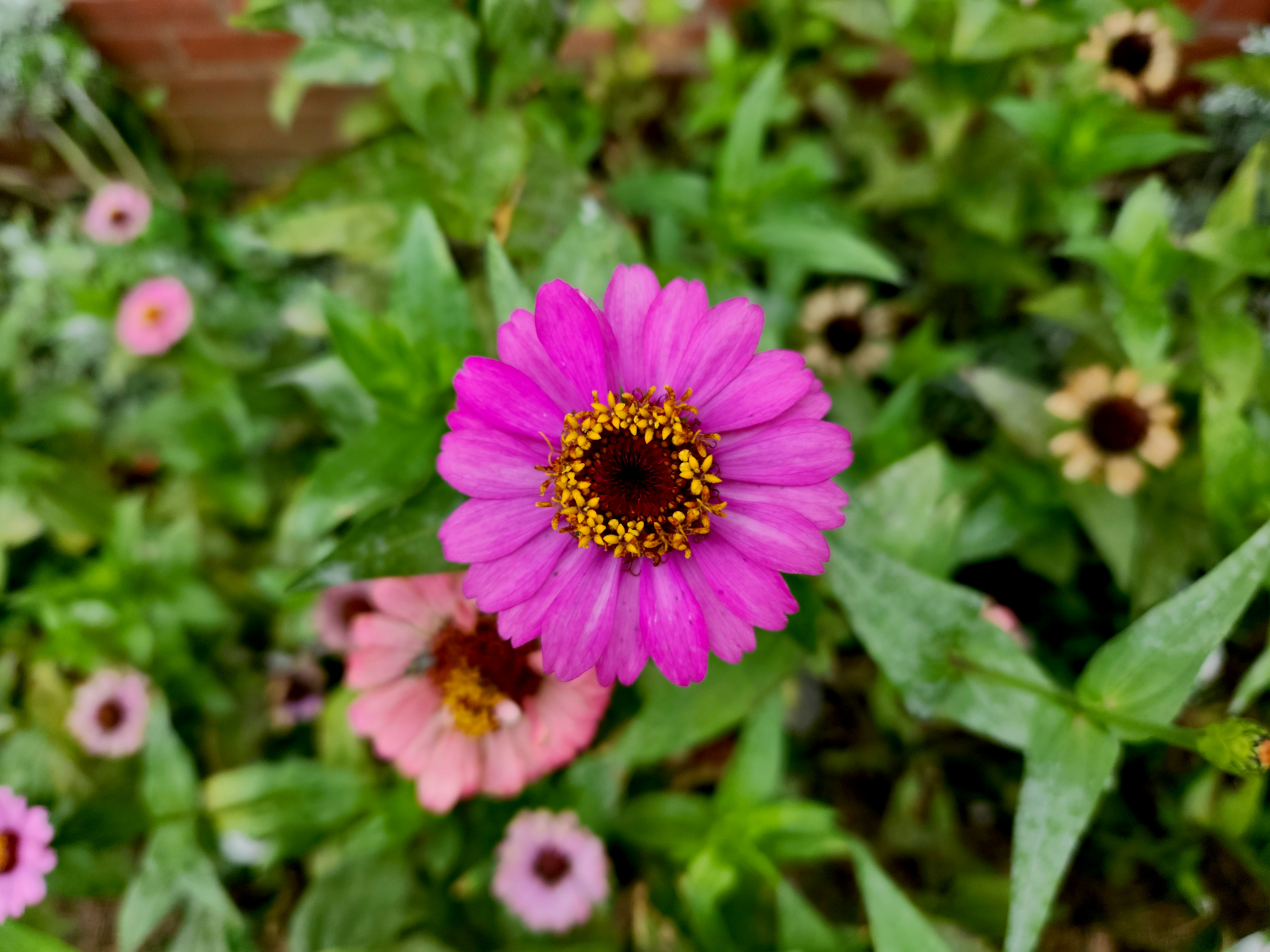 a close up of a pink flower in a garden, Pink zinnias are vibrant annual flowering plants prized for their stunning pink blooms. Native to Mexico and Central America, they add a pop of color to gardens with shades ranging from pastel pink to vivid magenta. These hardy plants thrive in full sun and well-drained soil, attracting pollinators like butterflies and bees. With their long-lasting blooms and easy cultivation, pink zinnias are popular choices for garden landscapes.