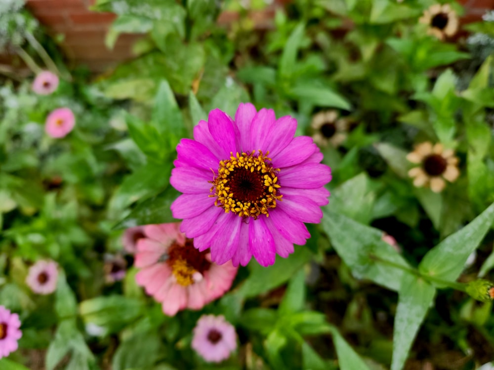 a close up of a pink flower in a garden