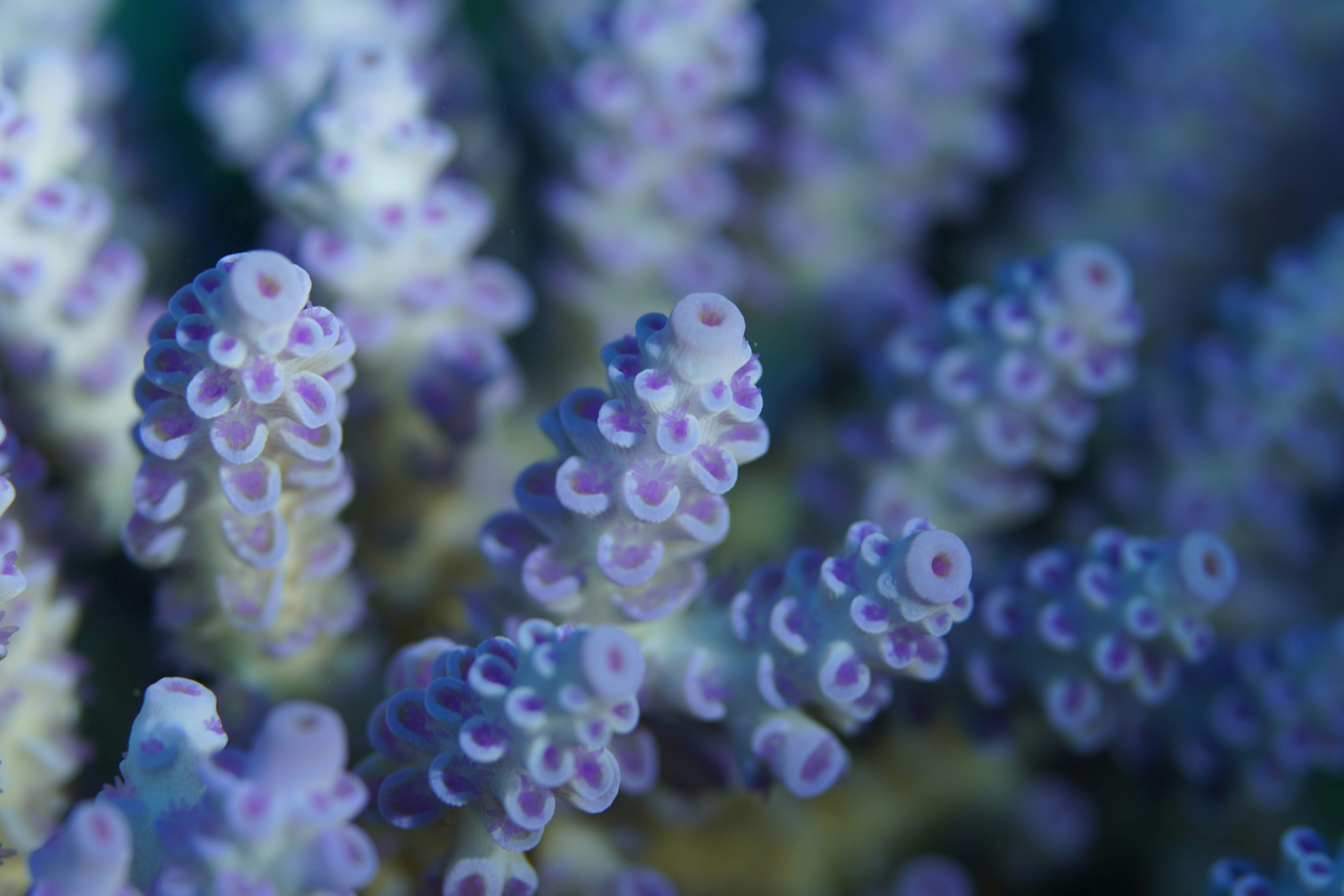 Photo by nothingtoseehere1492