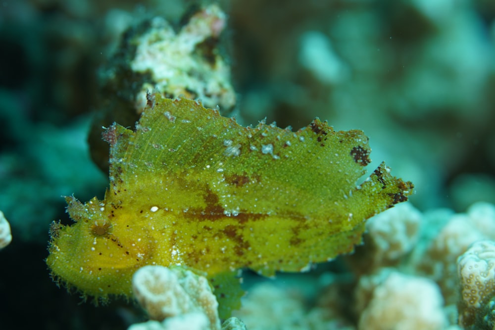 a close up of a sea weed on a coral