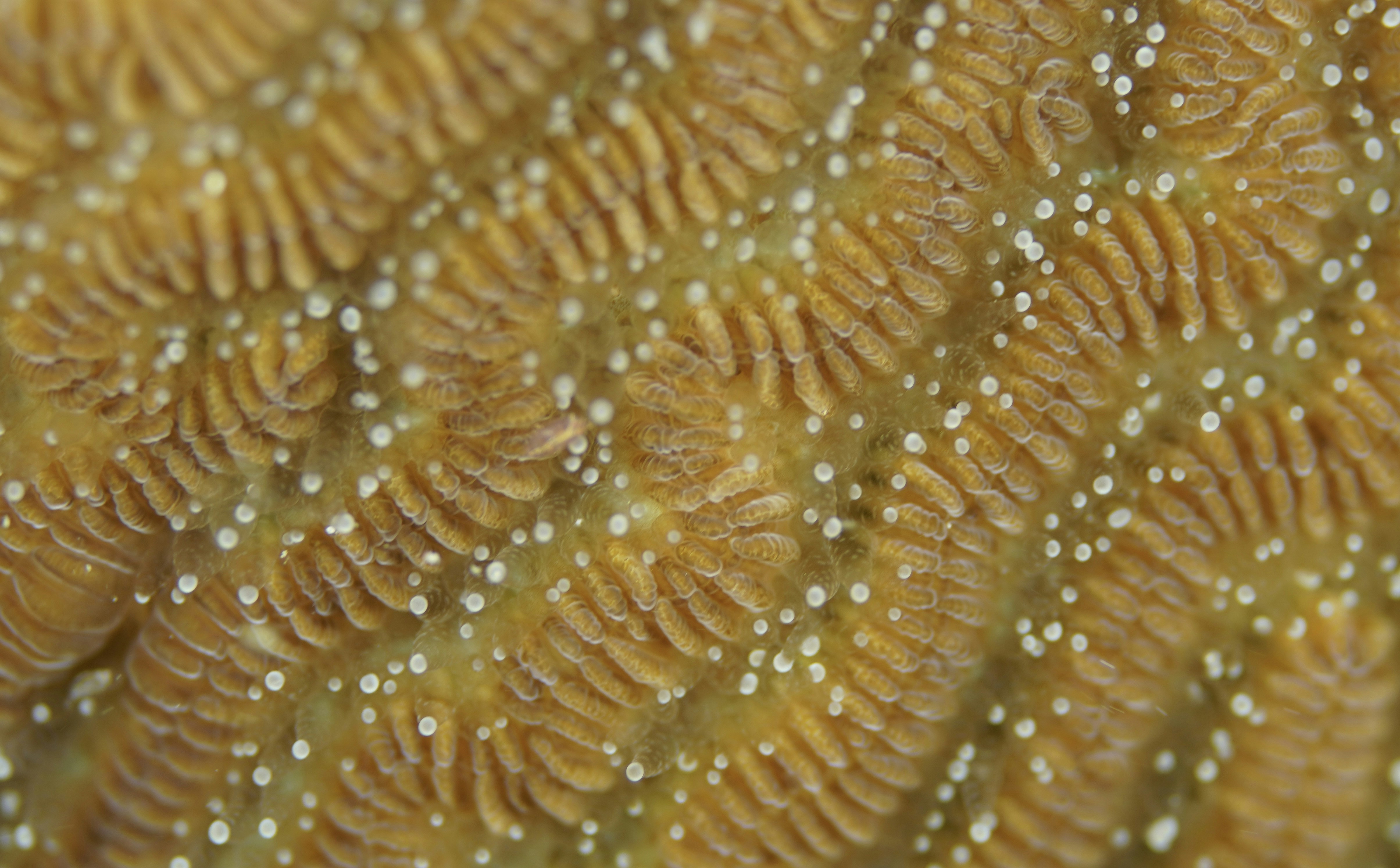 a close up view of a yellow coral