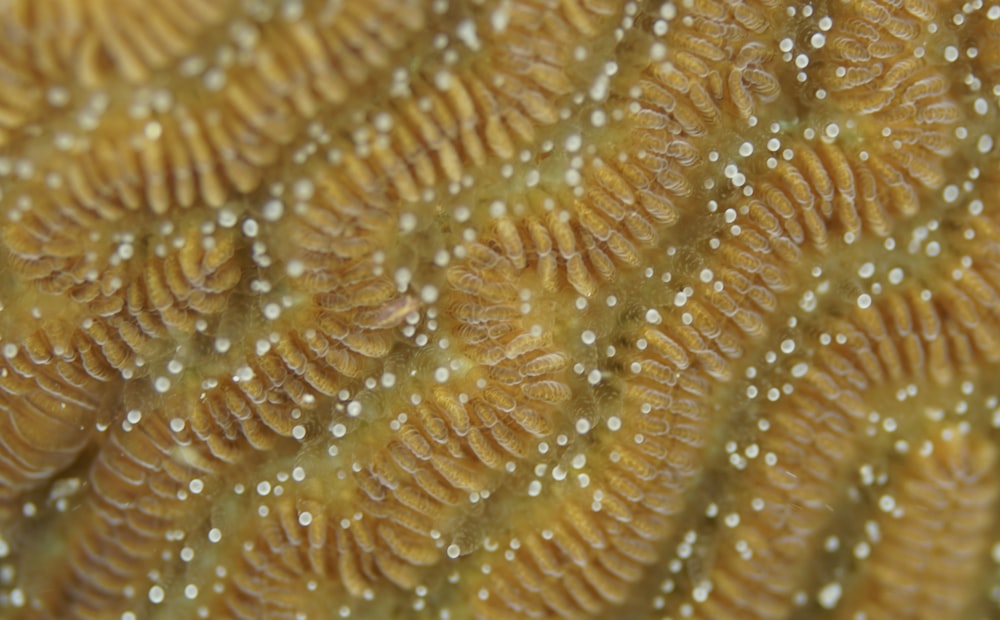 a close up view of a yellow coral