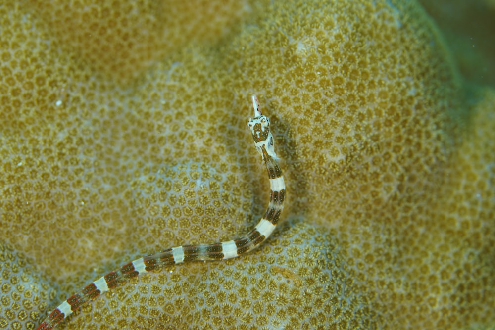 a close up of a sea horse on a coral