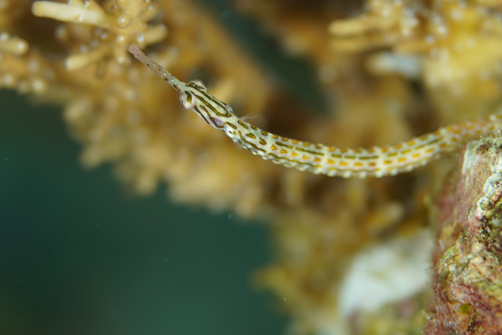 a close up of a small fish on a coral