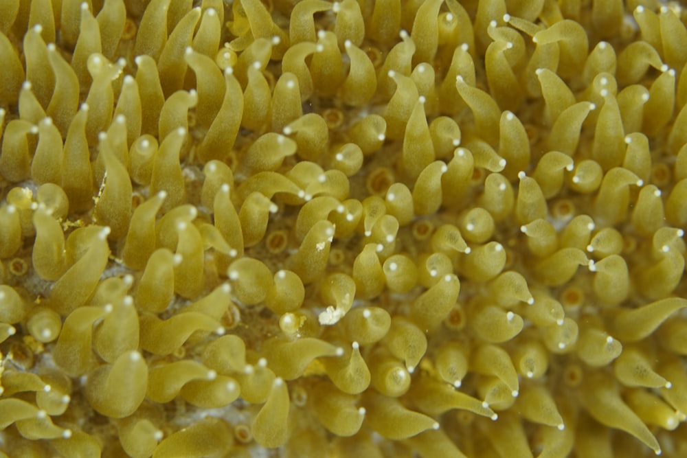 a close up of a bunch of yellow flowers