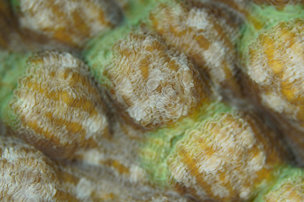 a close up view of a green and yellow substance