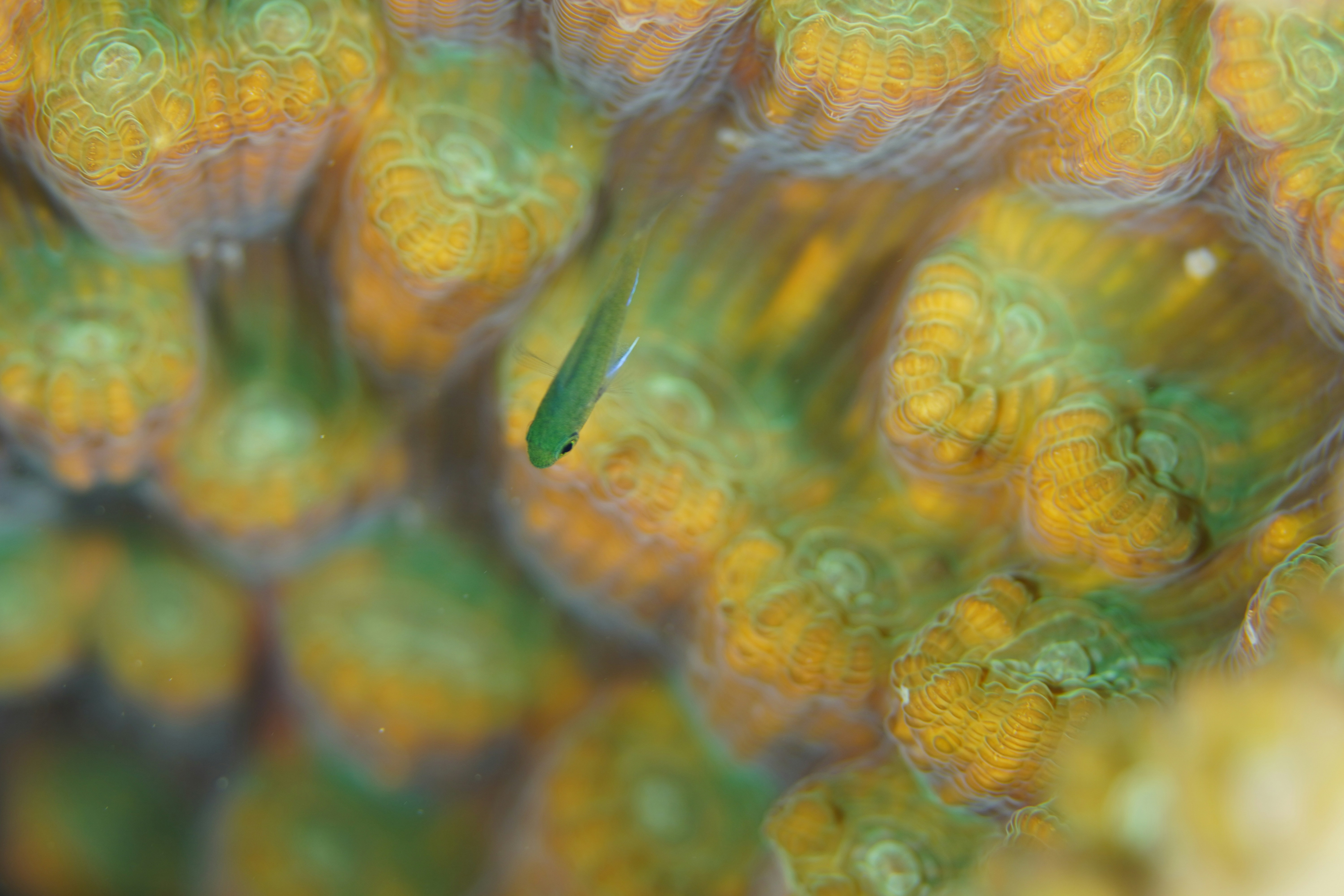 Photo by nothingtoseehere1492