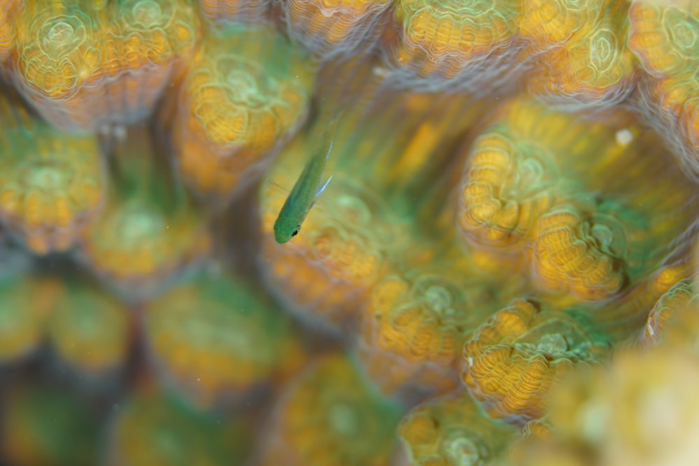 a close up of a green and yellow coral