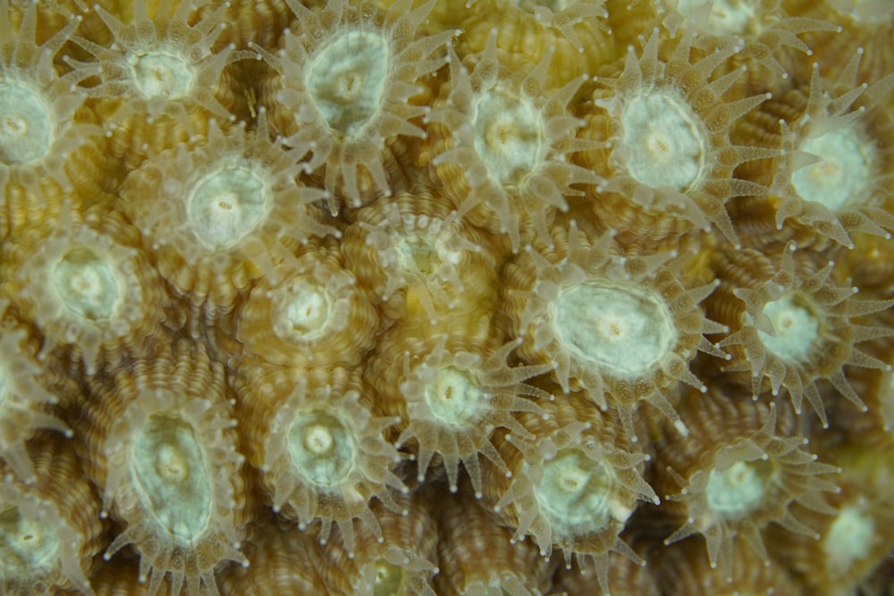 a close up of a sea anemone on a coral