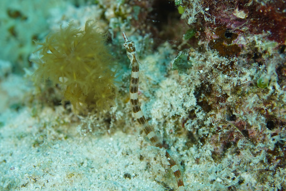 a close up of a sea anemone on a coral