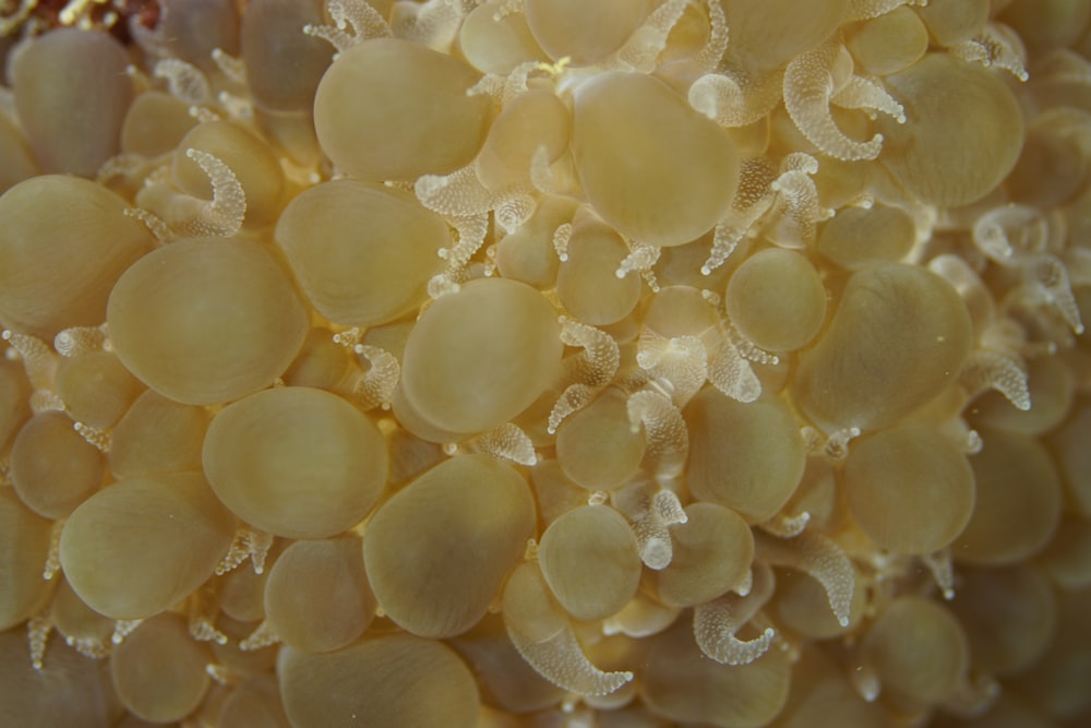 a close up of a bunch of yellow flowers