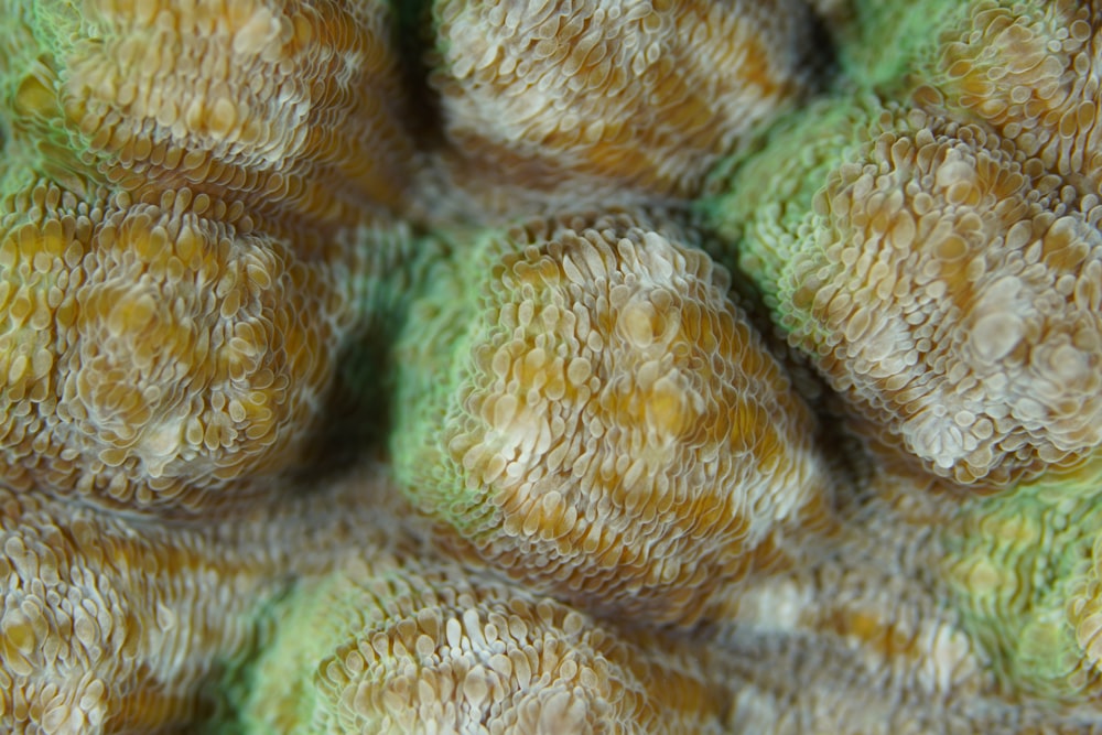 a close up of a bunch of green and yellow balls