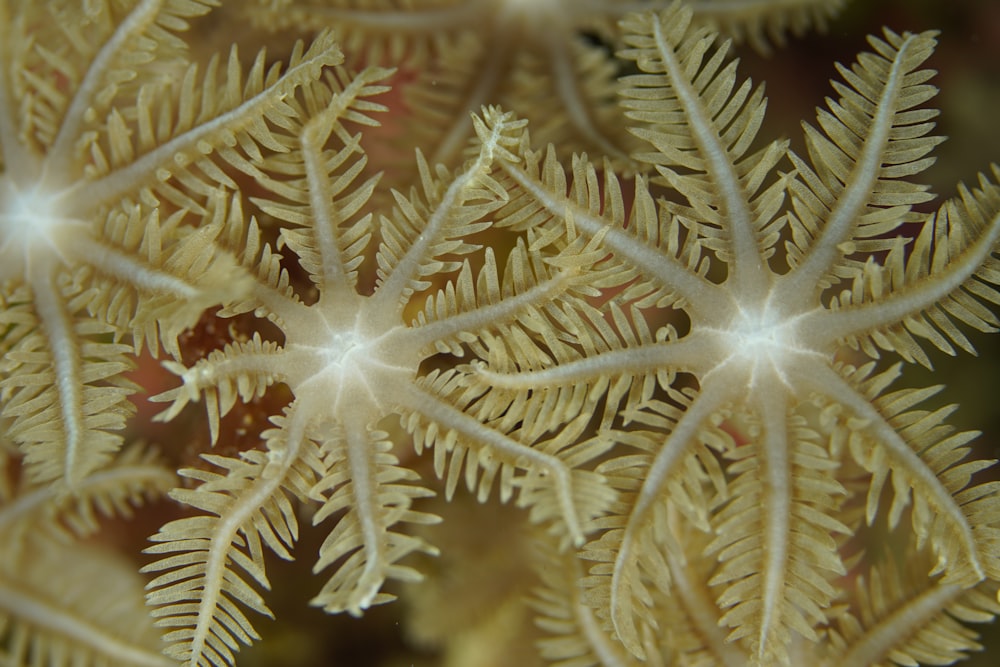 a close up of a yellow and white plant