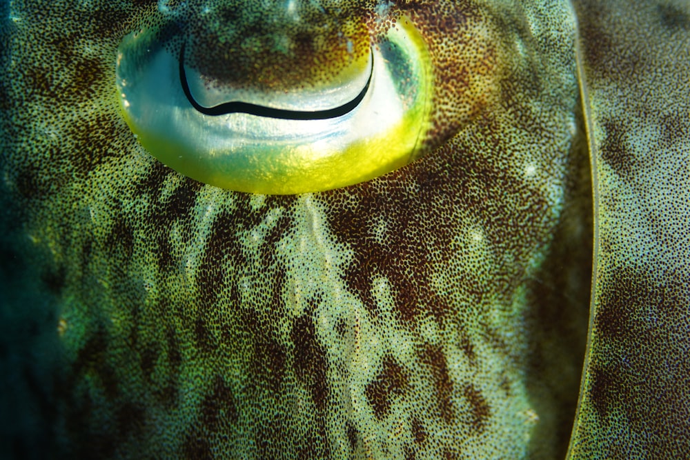 a close up of a green and yellow sea anemone