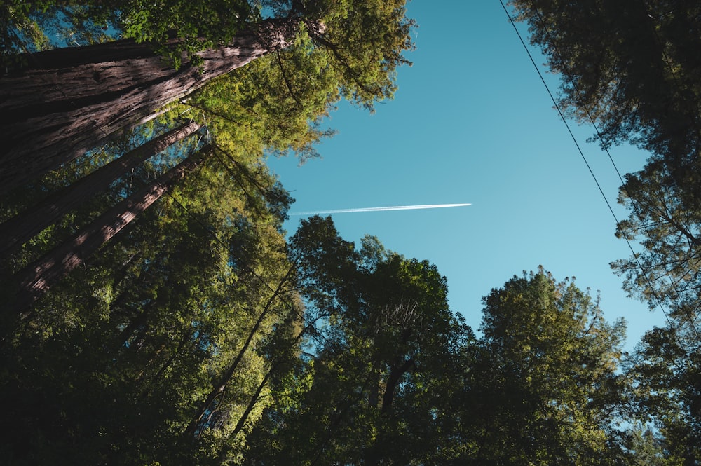 a plane flying through a blue sky over a forest