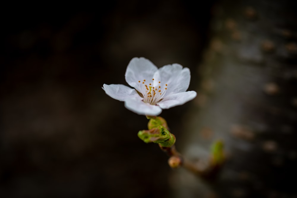 a close up of a flower on a tree