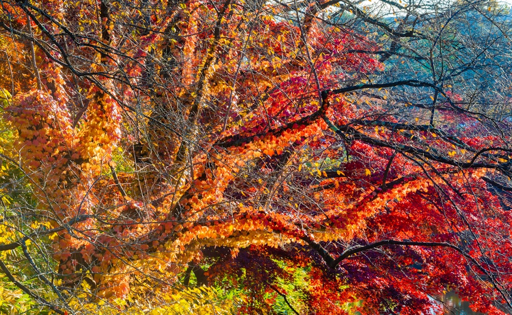 un albero colorato con un sacco di foglie su di esso