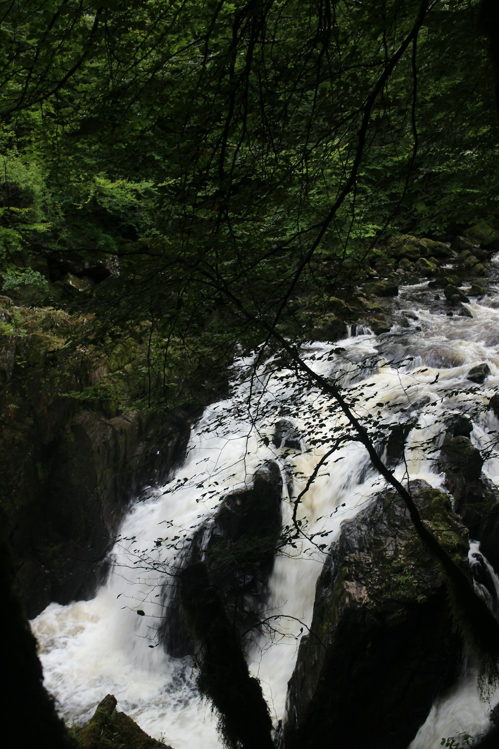 a river running through a lush green forest