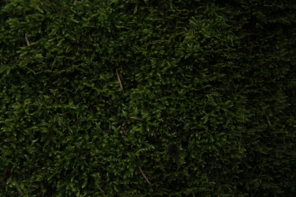 a close up of a tree with green leaves