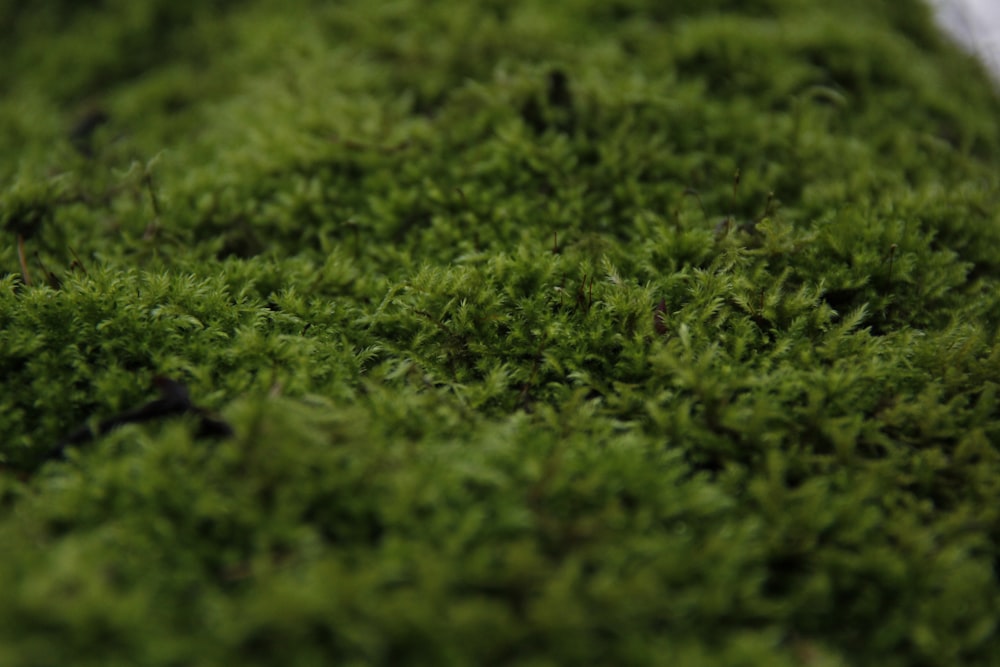 a close up of a patch of green moss