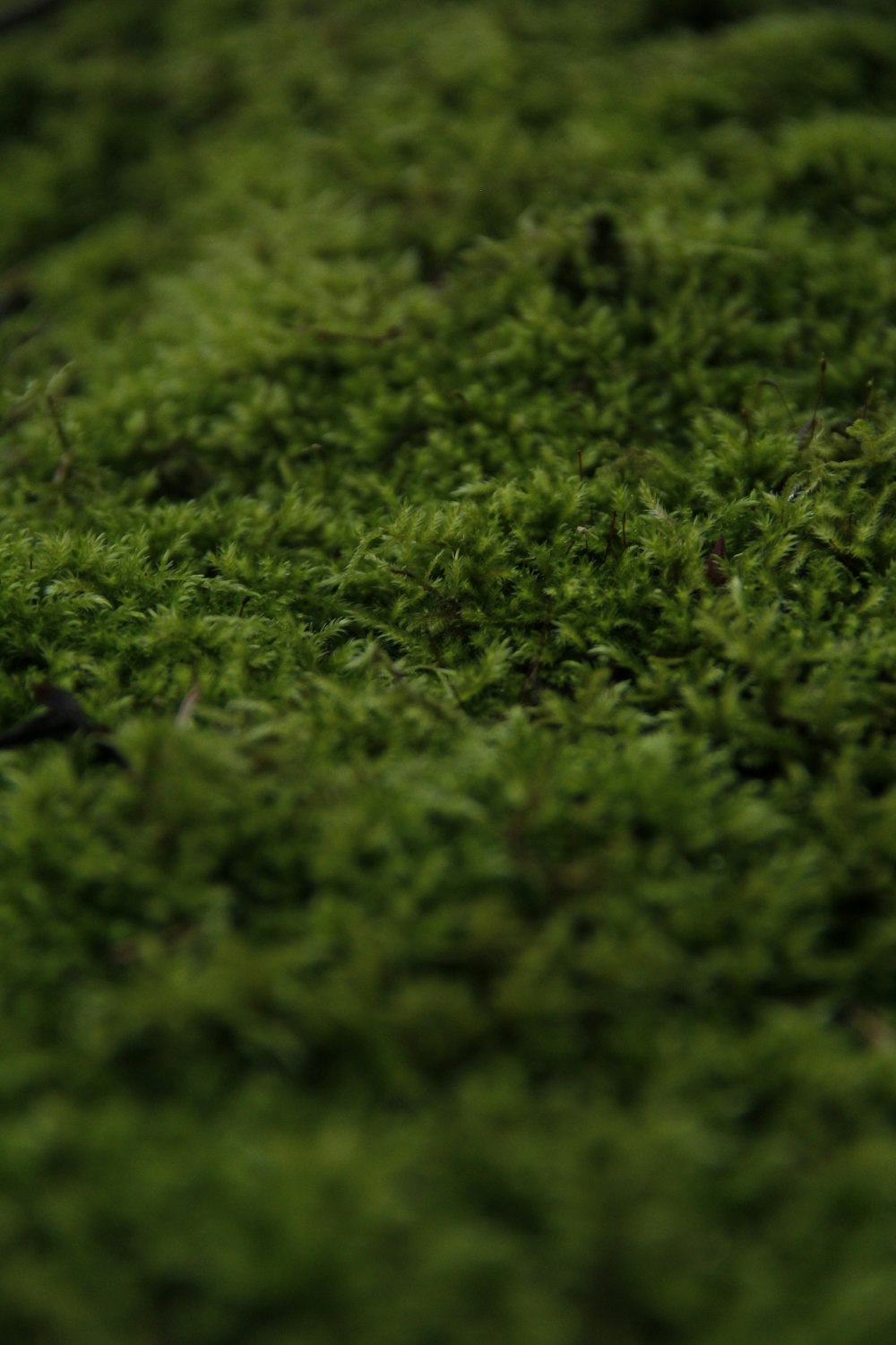 a close up of a green mossy surface