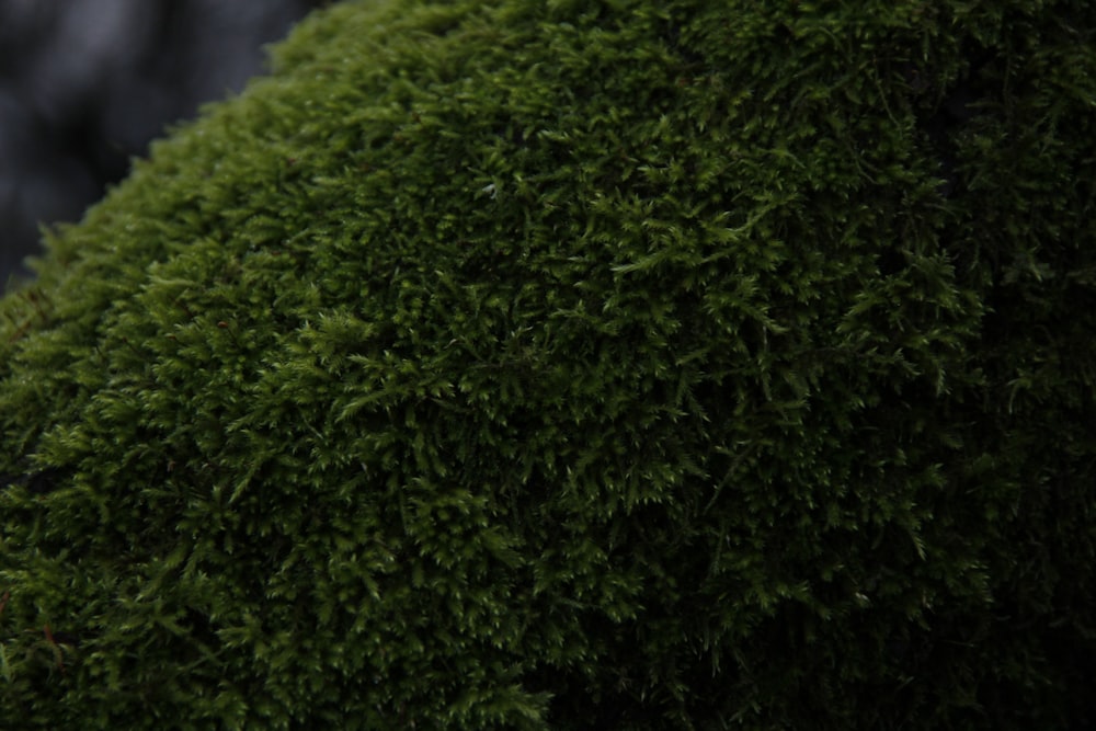 a close up of a green moss covered tree