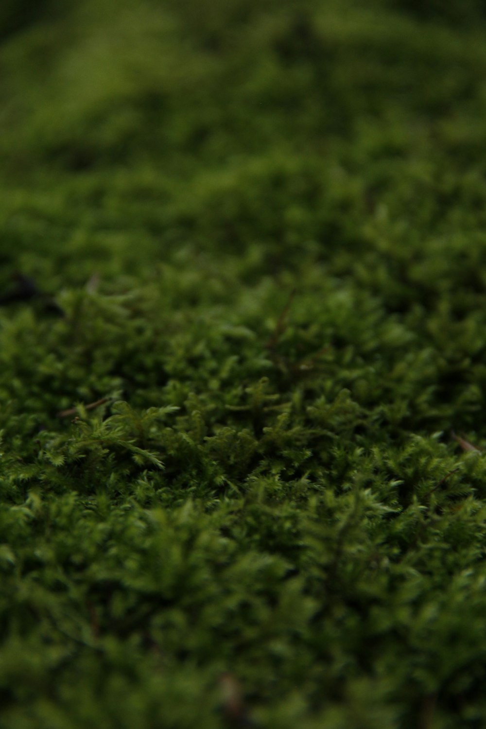 a close up of a green mossy surface