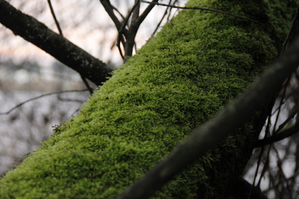 a close up of a tree with green moss growing on it
