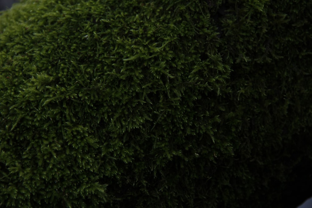 a close up of a green plant with lots of leaves