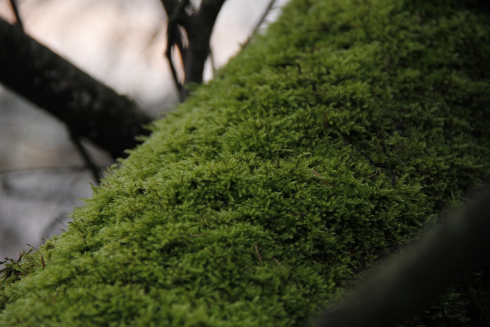 a close up of a moss covered tree branch