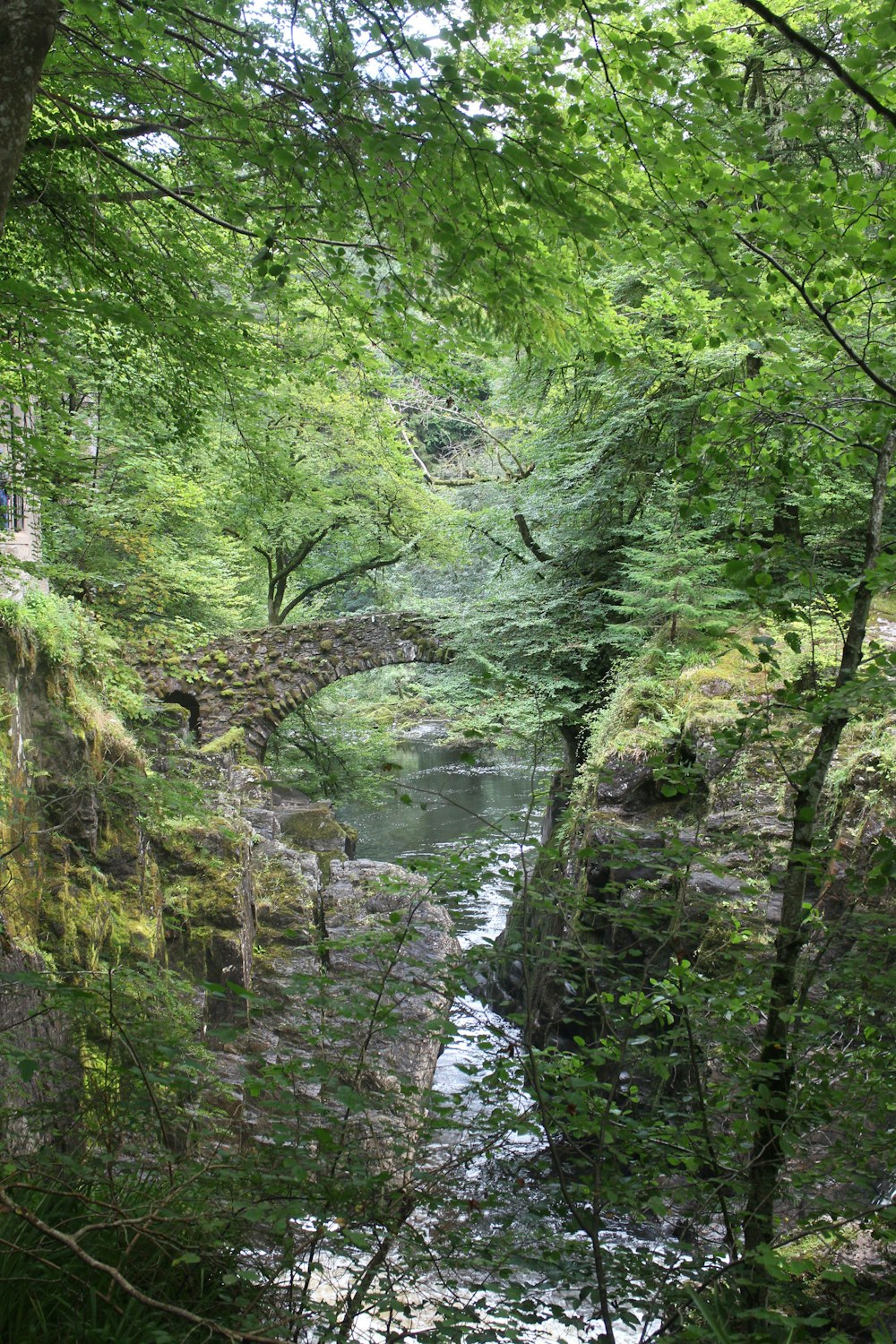 a river running through a lush green forest