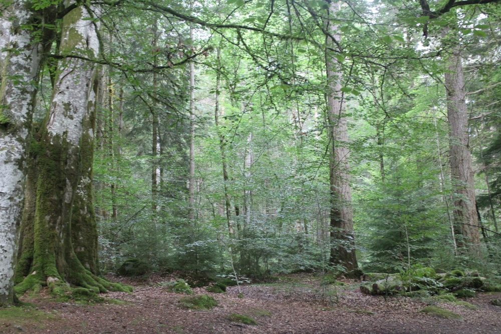 Un bosque lleno de muchos árboles altos