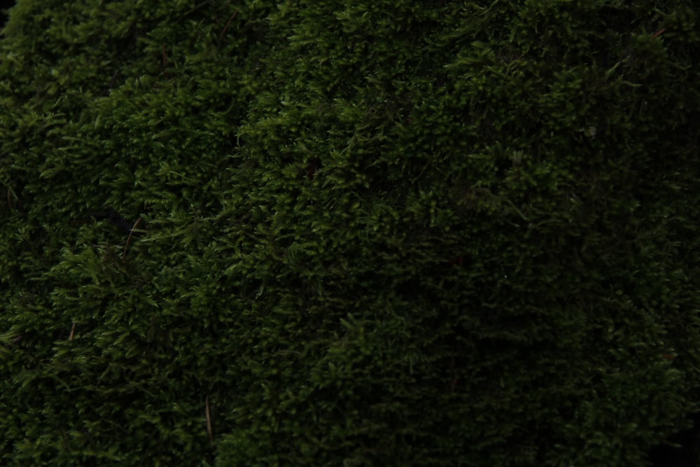 a bird is perched on top of a tree