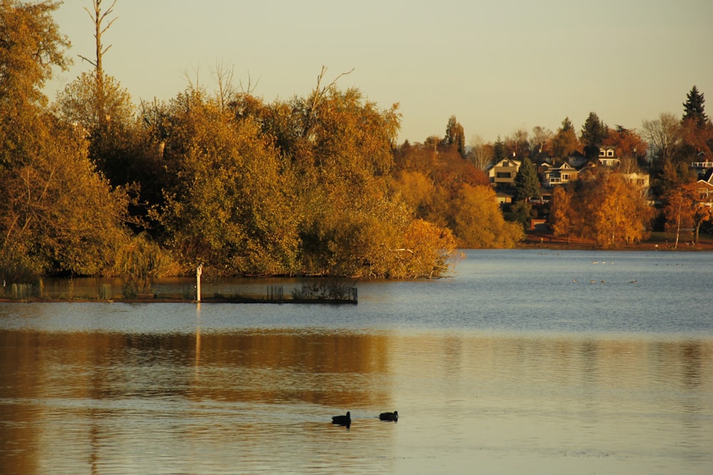 a couple of ducks floating on top of a lake