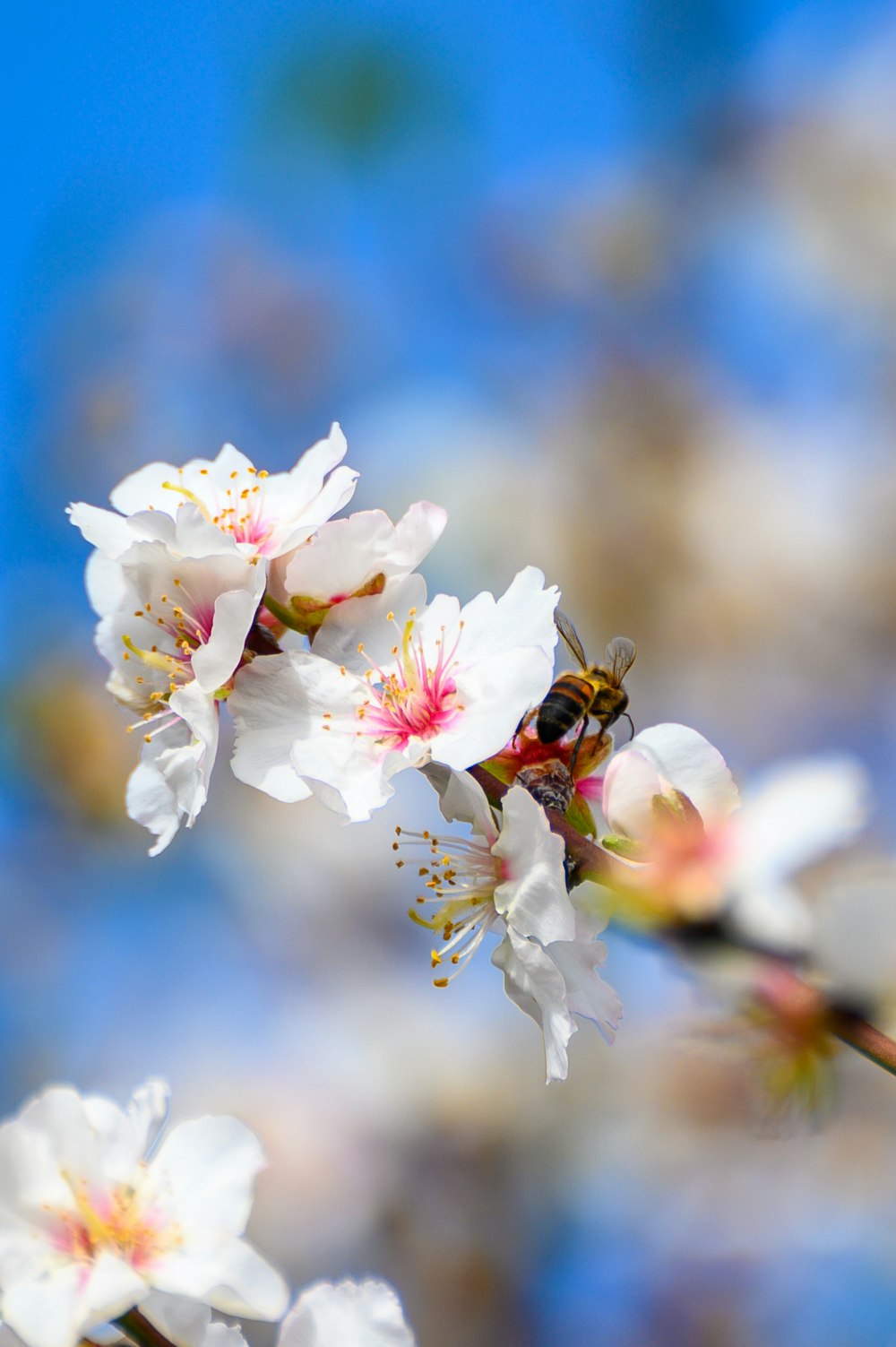 a bee sitting on a branch of a blossoming tree