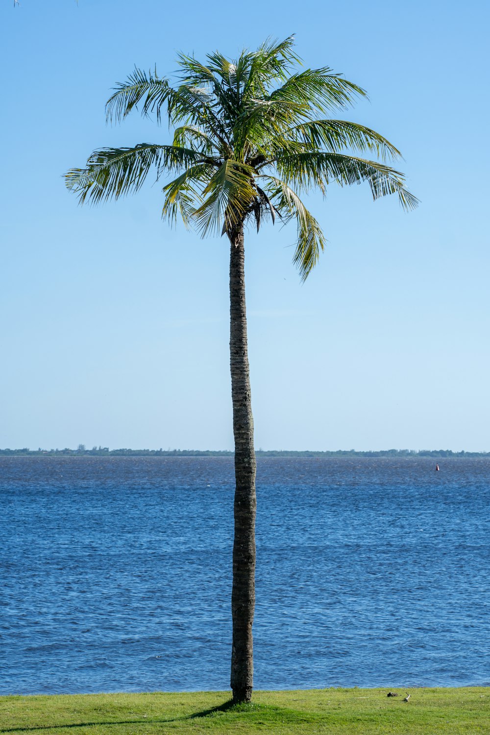a lone palm tree in front of a body of water