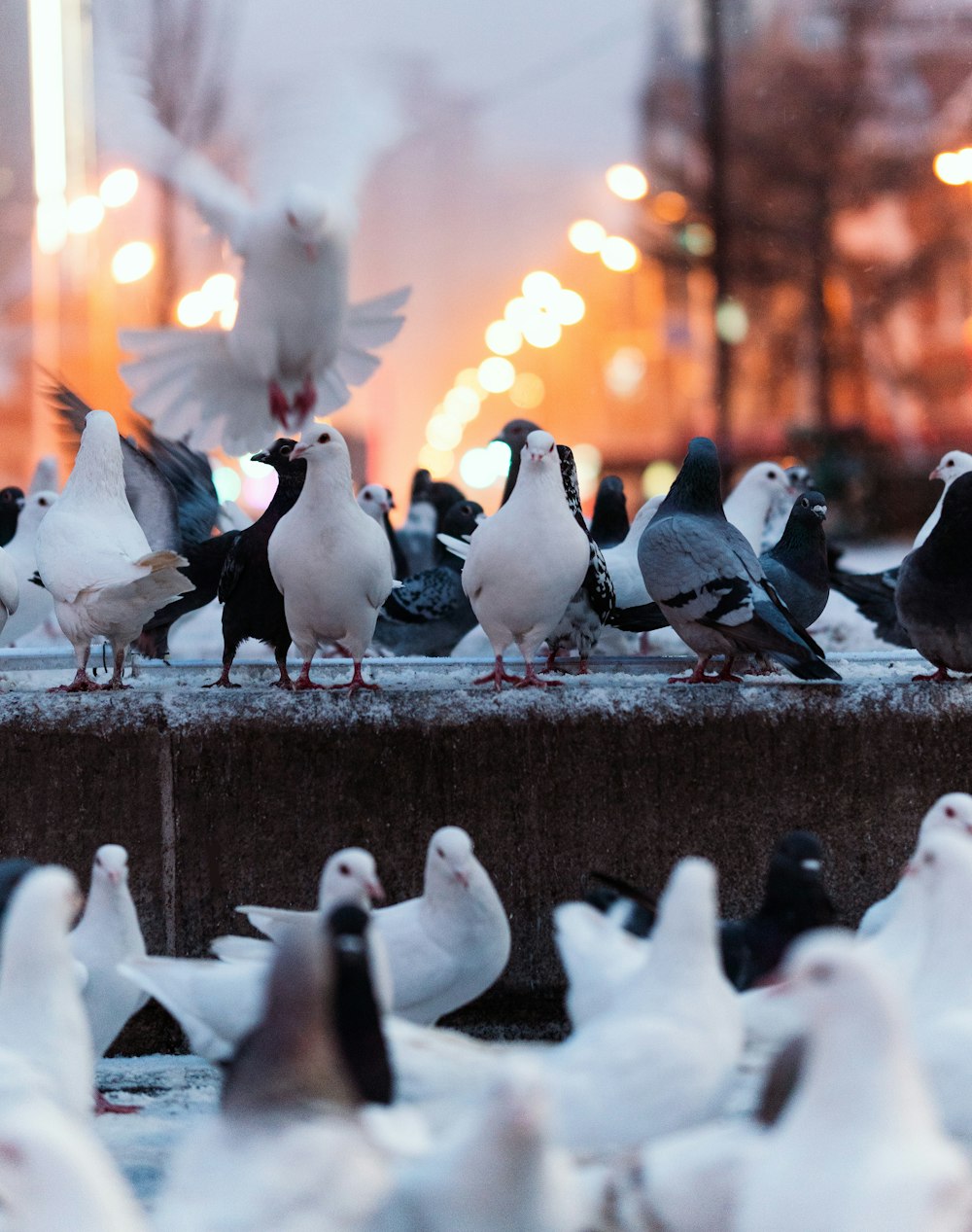 a flock of pigeons standing on a ledge