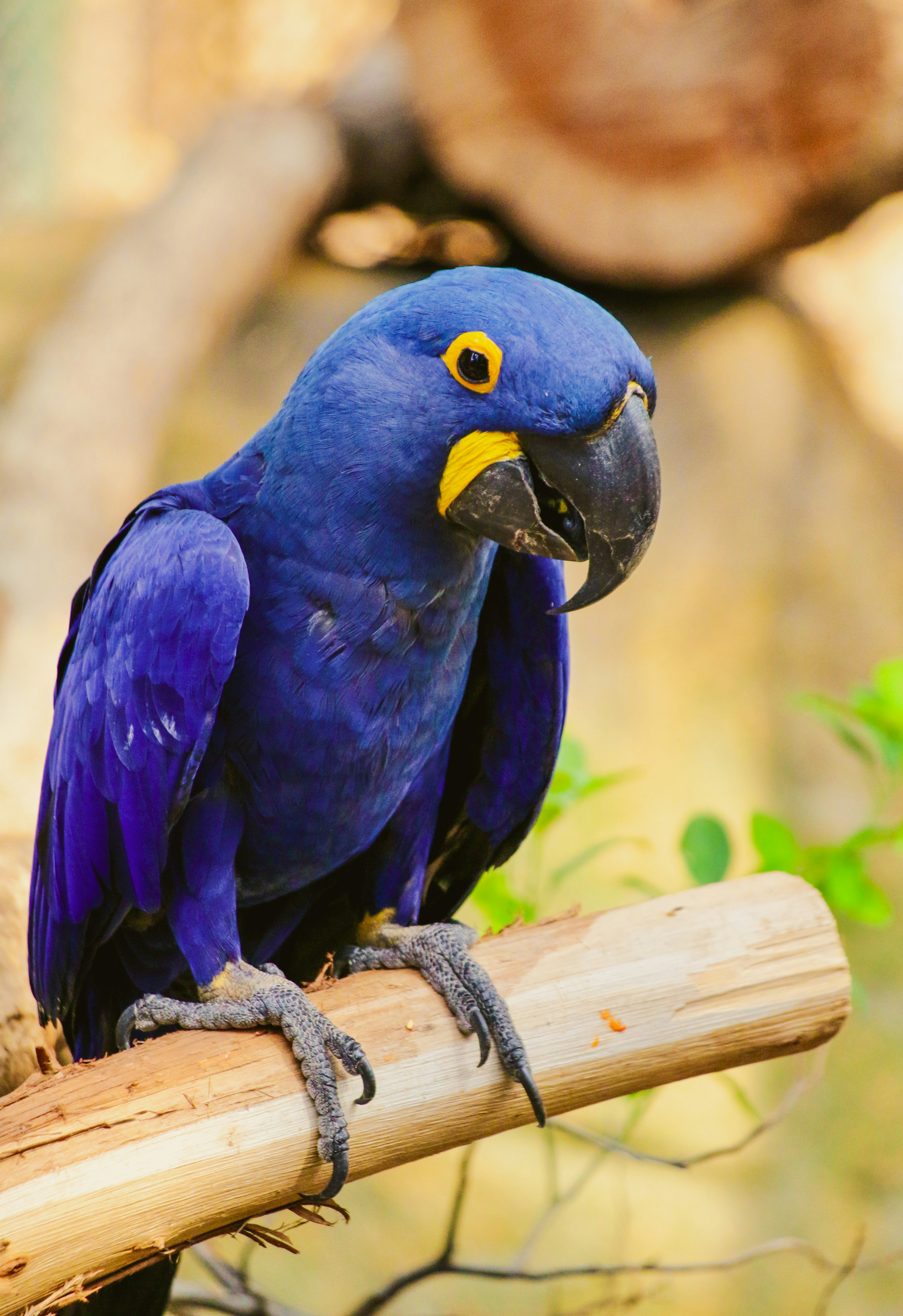 Photo by ashjcoronado