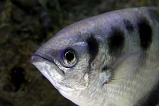 a close up of a fish in a tank