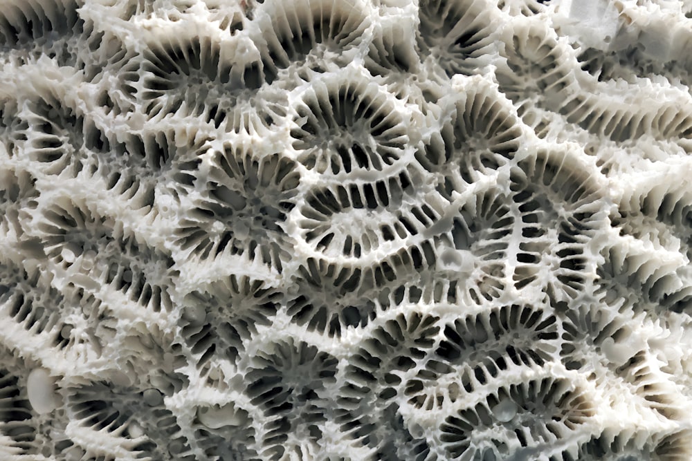 a close up of a coral with white corals on it
