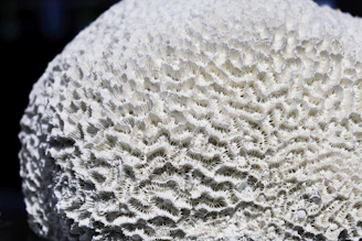 a close up of a white coral on a black surface