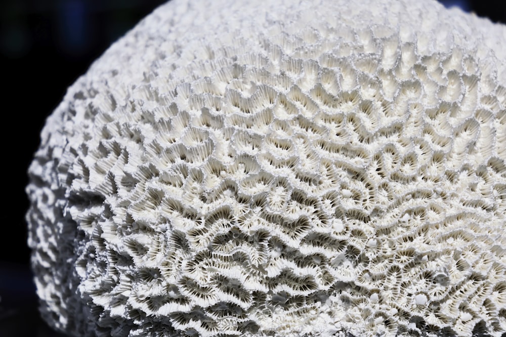 a close up of a white coral on a black surface