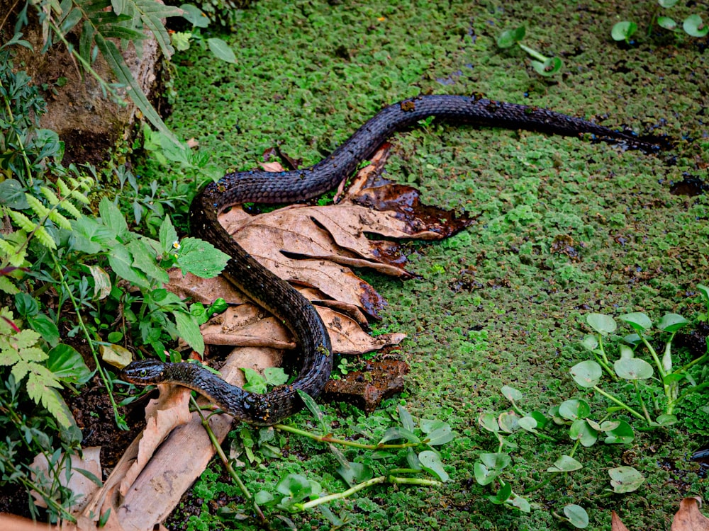 a snake that is laying on the ground