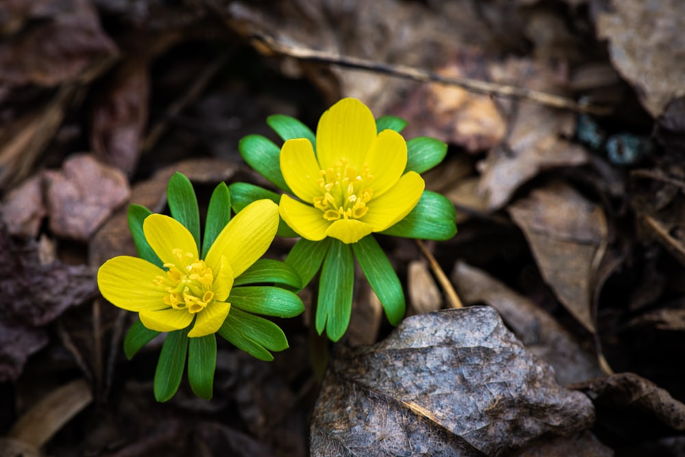 a couple of yellow flowers sitting on top of a leaf covered ground